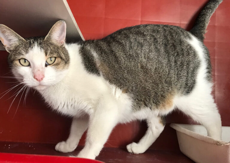 multimedia-foto55644-890-1