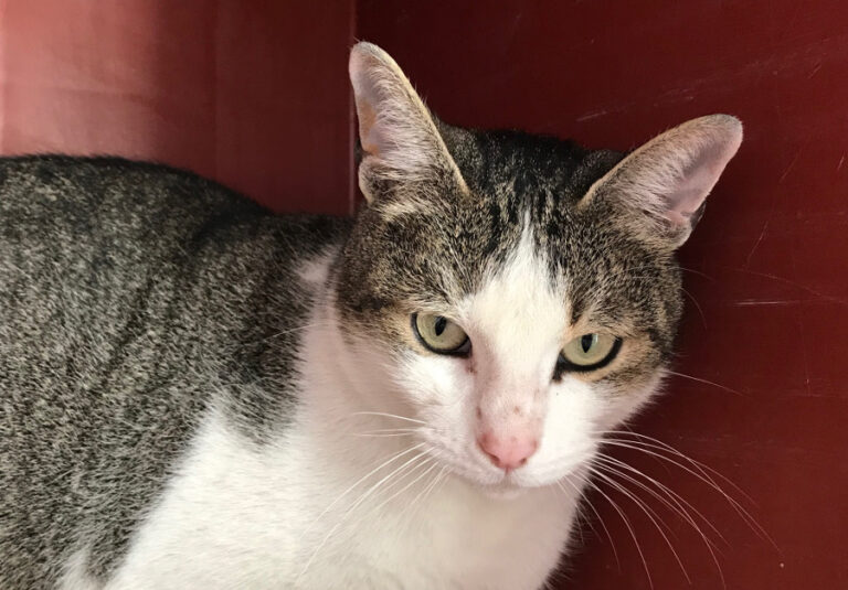 multimedia-foto55646-891-1