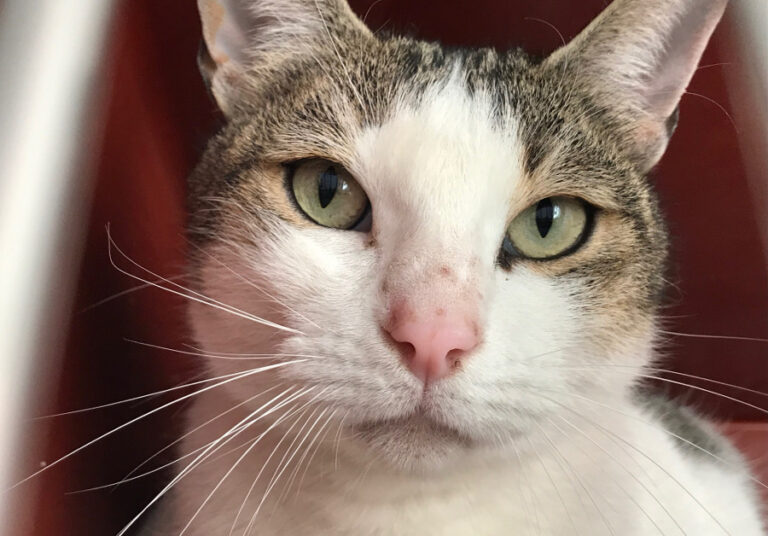 multimedia-foto55649-891-1