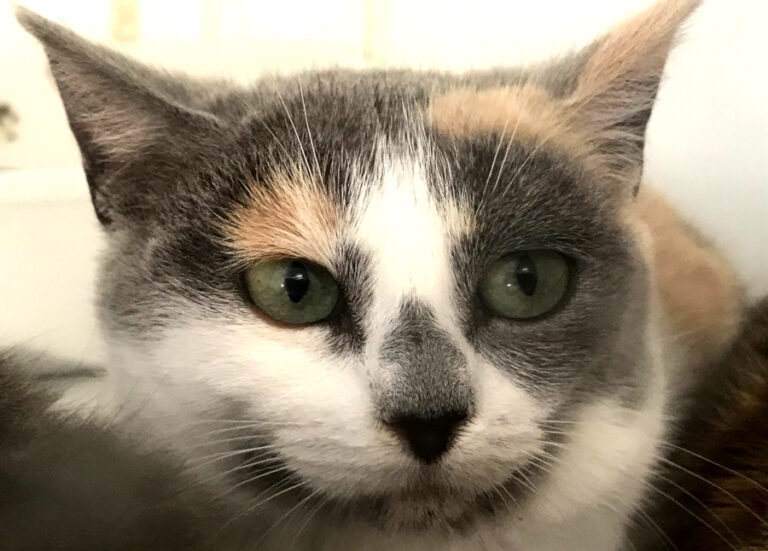 multimedia-foto55703-1000-1