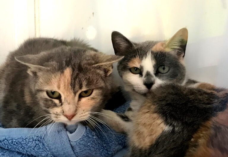 multimedia-foto55710-72-1