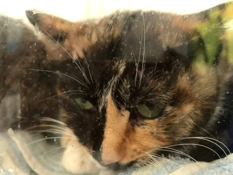 multimedia-foto55715-134-1