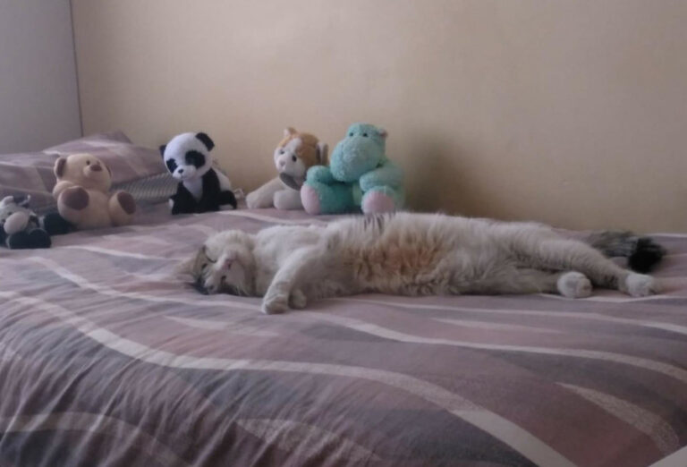 multimedia-foto55794-971-1