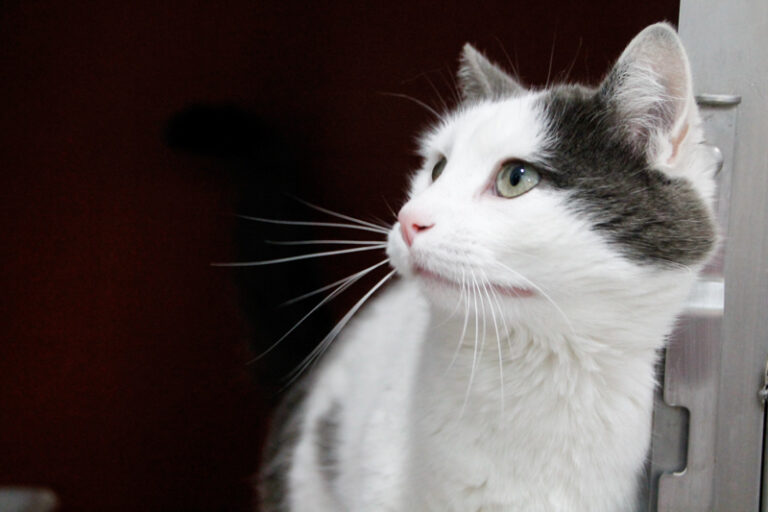 multimedia-foto55829-914-1