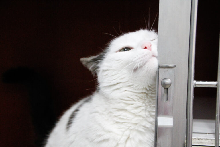 multimedia-foto55830-914-1