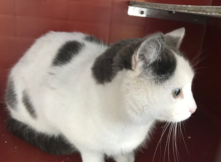 multimedia-foto55831-914-1