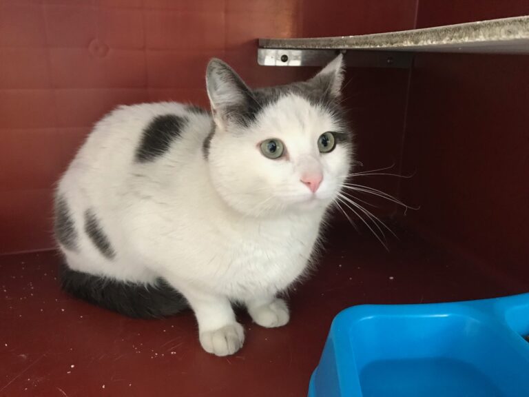 multimedia-foto55832-914-1