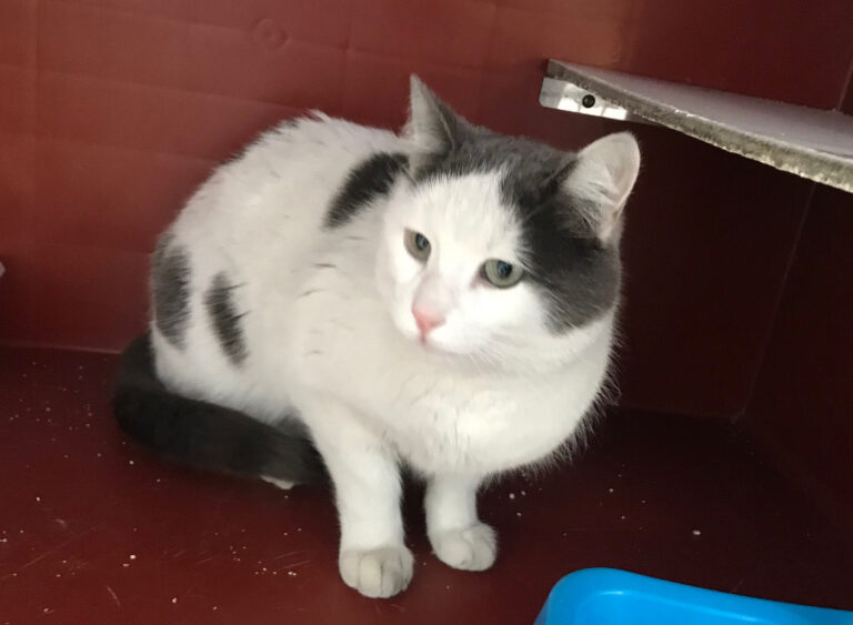 multimedia-foto55834-915-1