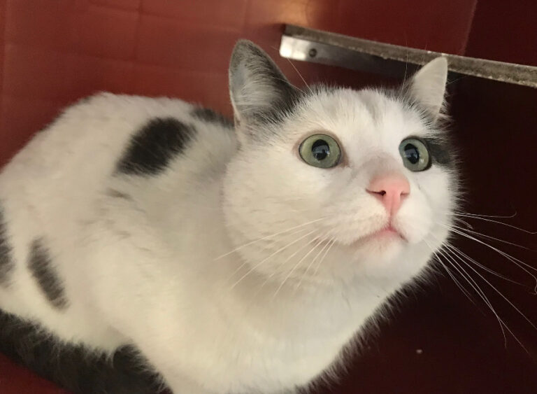 multimedia-foto55835-915-1