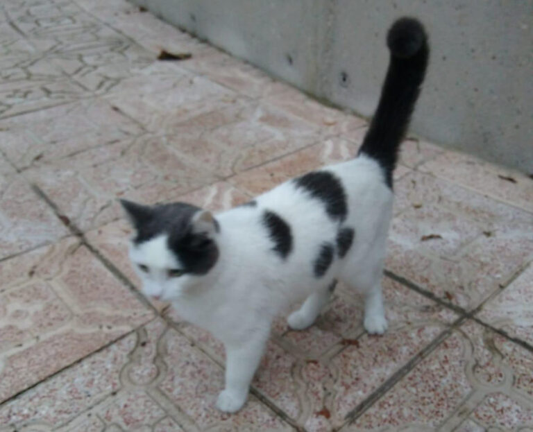 multimedia-foto55836-979-1