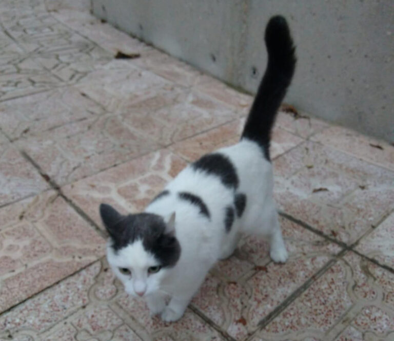 multimedia-foto55837-979-1