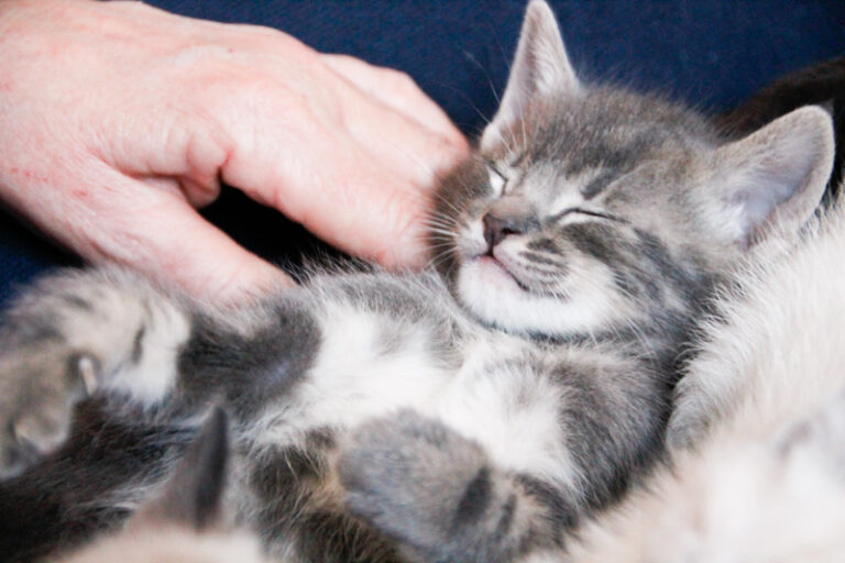 multimedia-foto55900-389-1