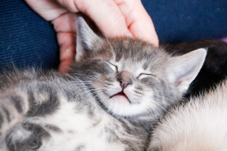 multimedia-foto55901-389-1