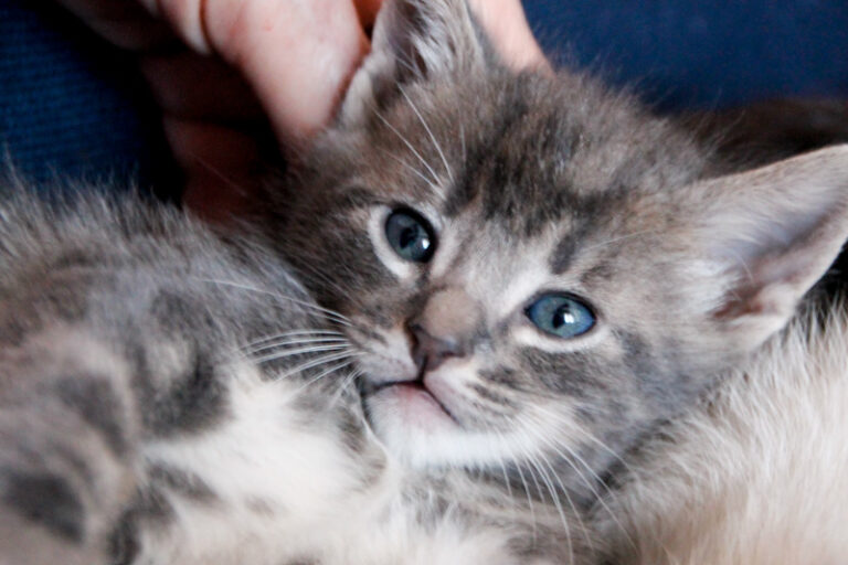 multimedia-foto55902-389-1