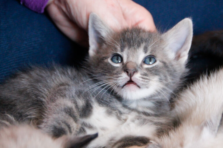 multimedia-foto55903-389-1