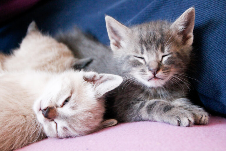 multimedia-foto55905-390-1