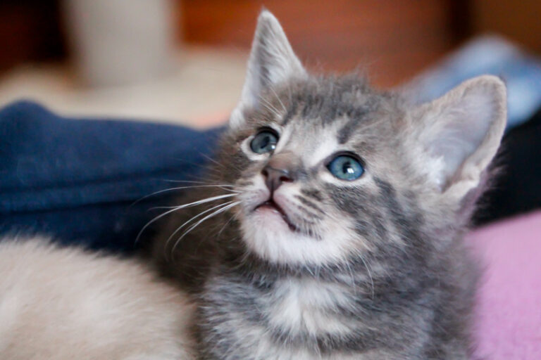 multimedia-foto55906-390-1