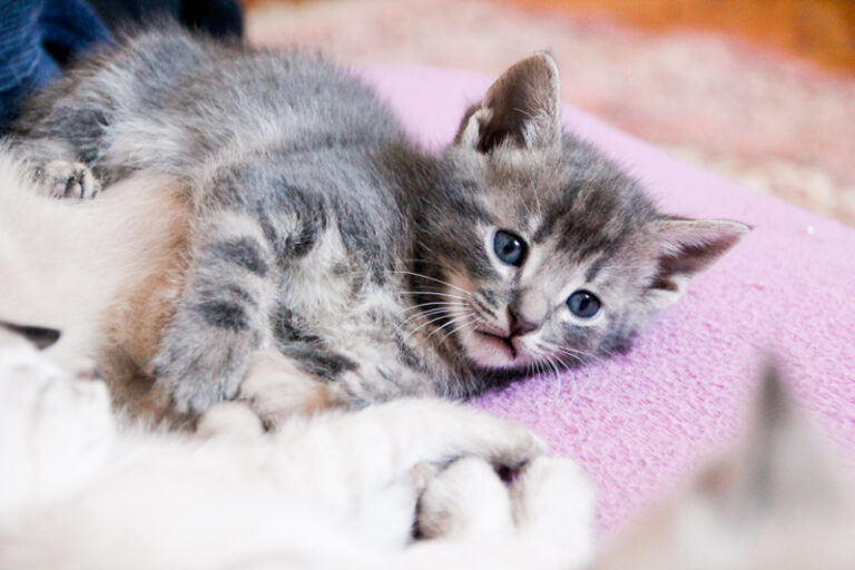 multimedia-foto55907-390-1