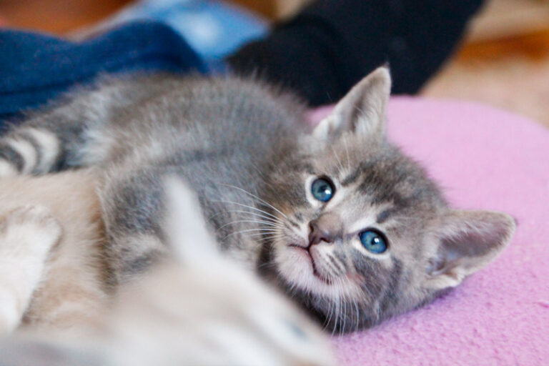 multimedia-foto55908-390-1