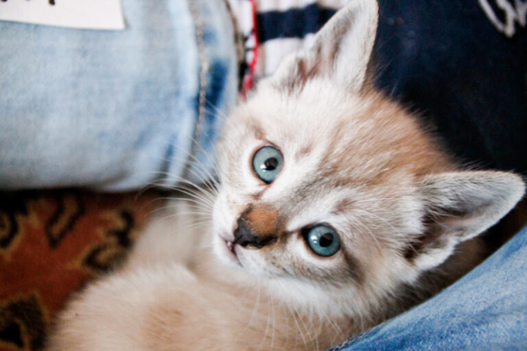 multimedia-foto55909-494-1