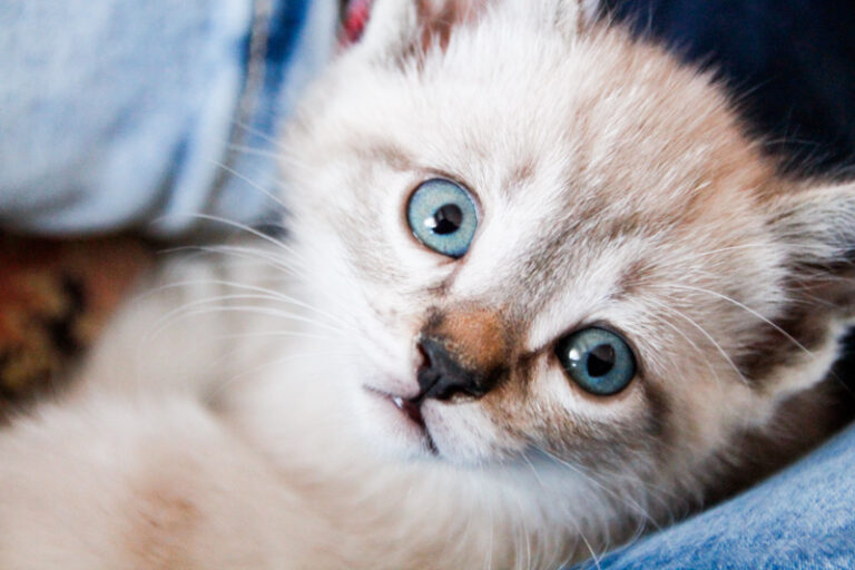 multimedia-foto55910-494-1