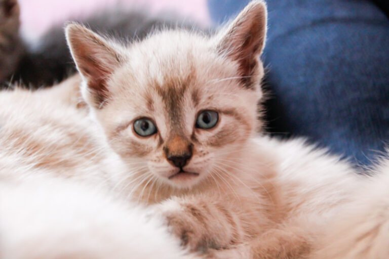 multimedia-foto55911-495-1