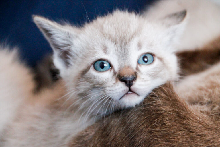 multimedia-foto55912-495-1