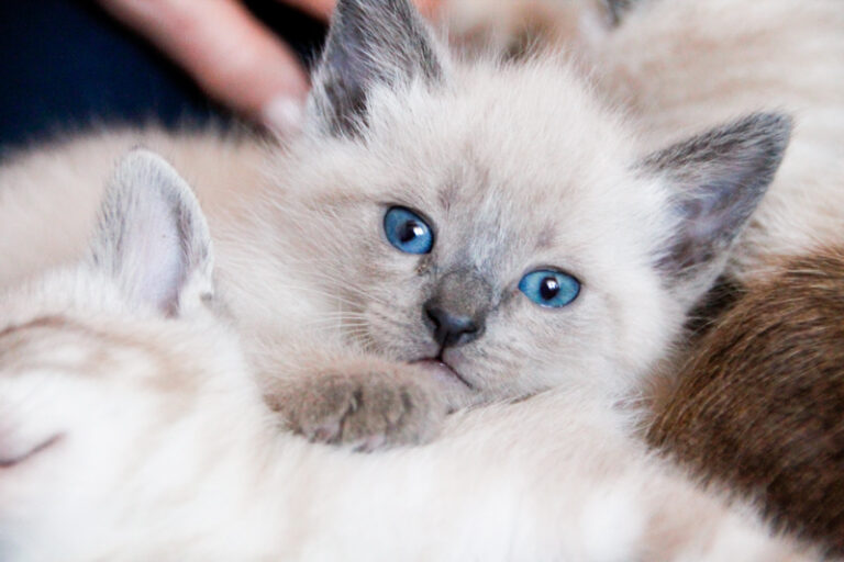 multimedia-foto55913-495-1