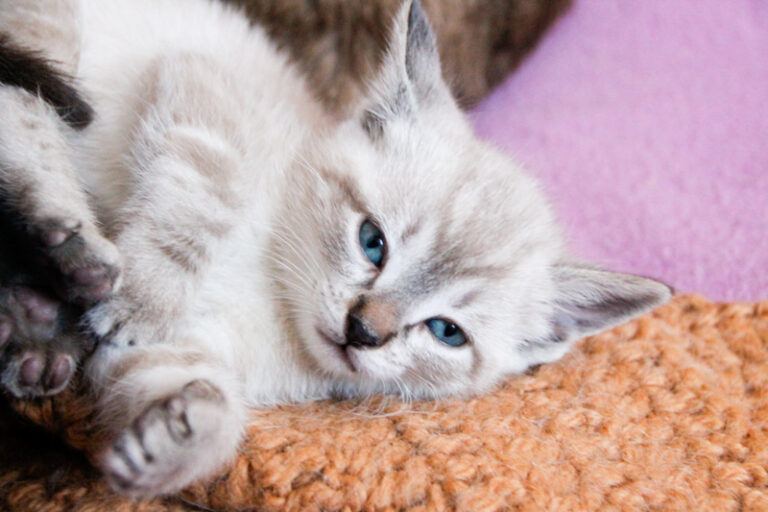 multimedia-foto55915-495-1