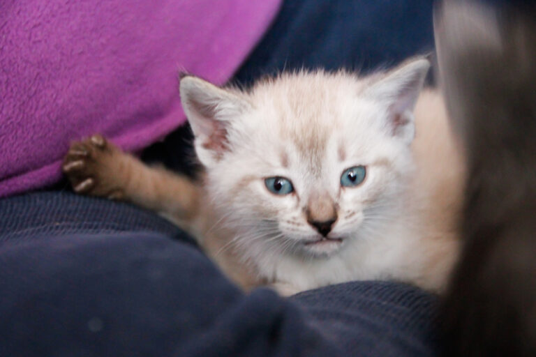 multimedia-foto55916-495-1