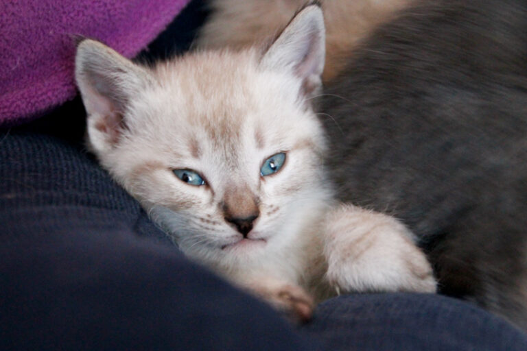 multimedia-foto55917-496-1