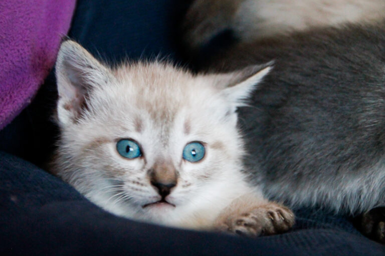 multimedia-foto55918-496-1