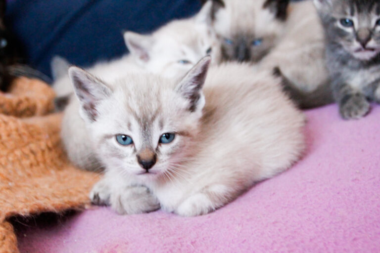 multimedia-foto55919-496-1