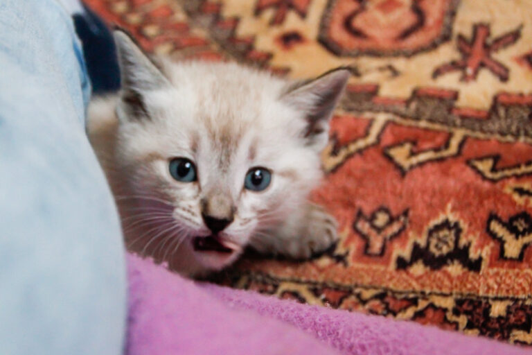 multimedia-foto55920-496-1