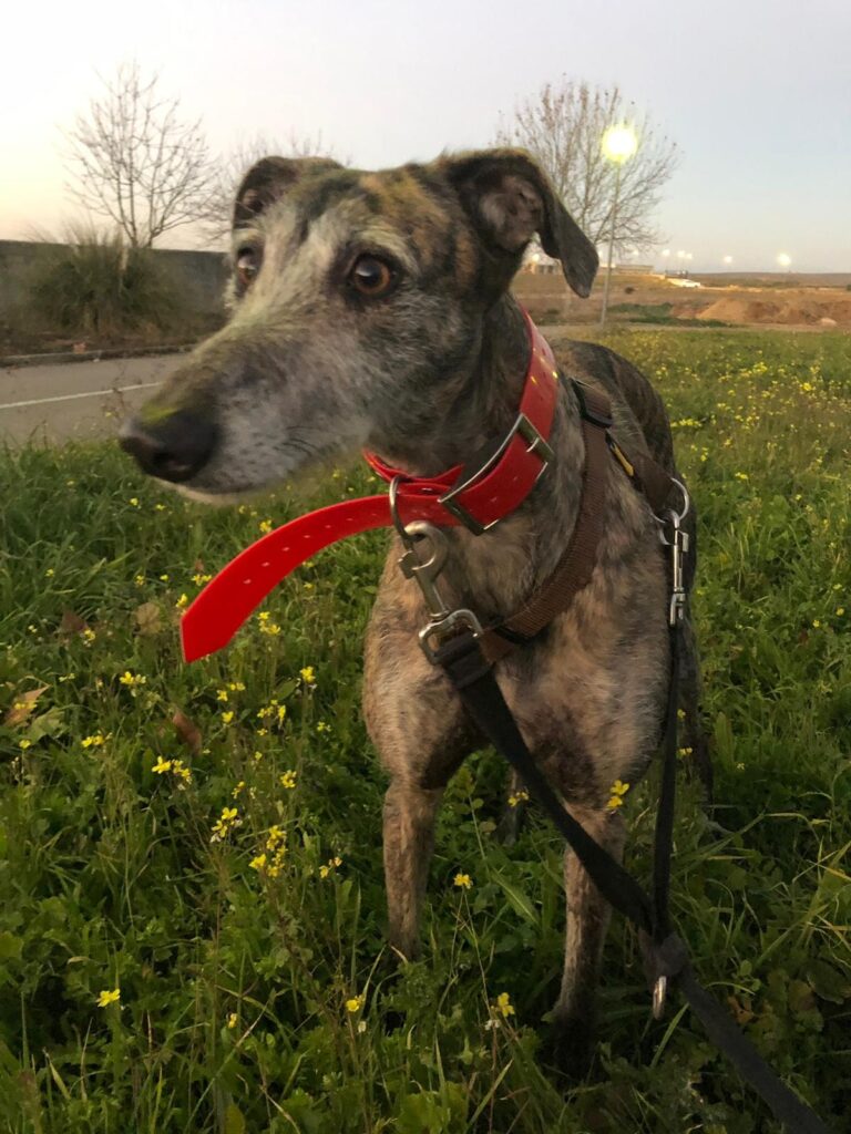 multimedia-foto55989-529-1