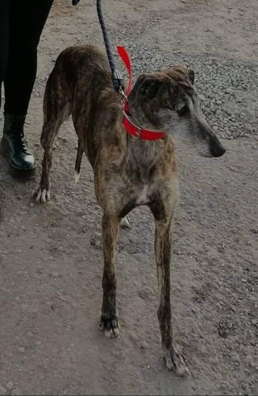 multimedia-foto55990-530-1