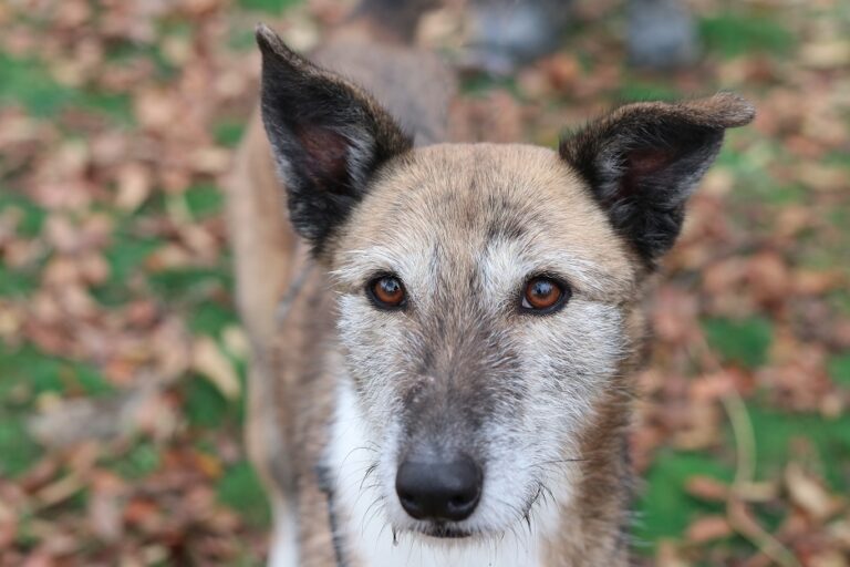 multimedia-foto56007-303-1