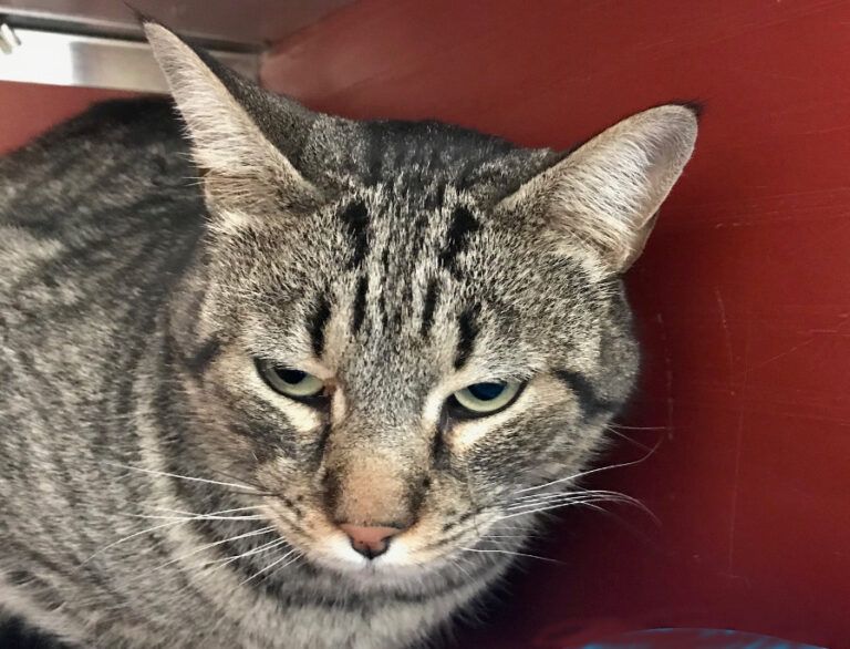 multimedia-foto56035-148-1