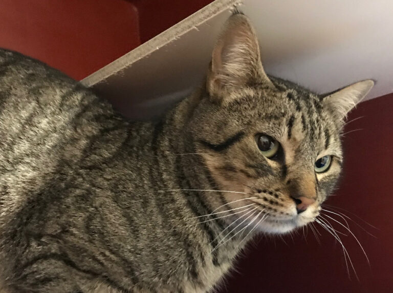 multimedia-foto56037-148-1