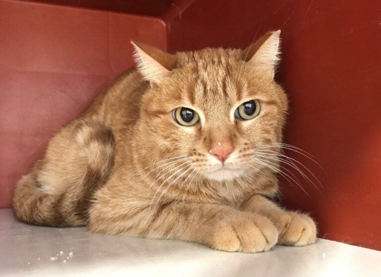 multimedia-foto56051-918-1