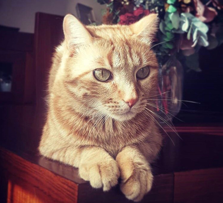 multimedia-foto56052-918-1