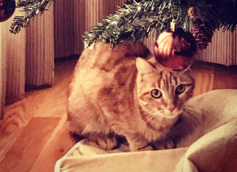 multimedia-foto56054-919-1