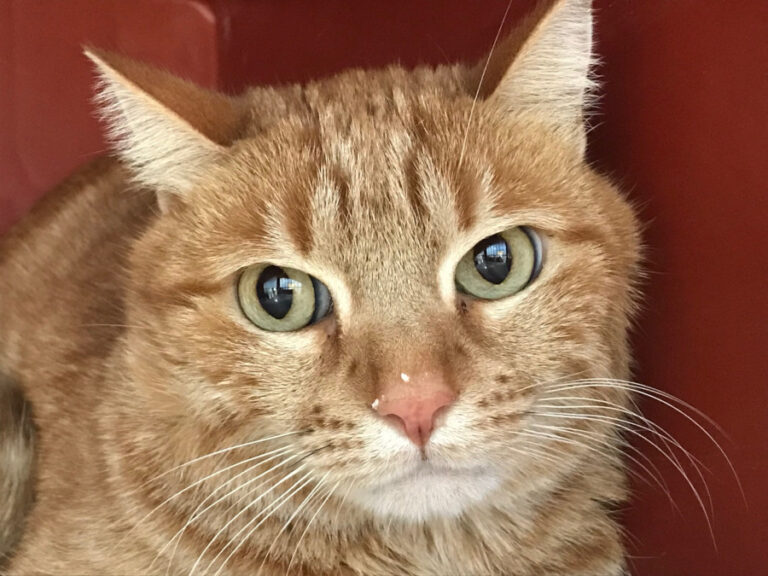 multimedia-foto56055-919-1