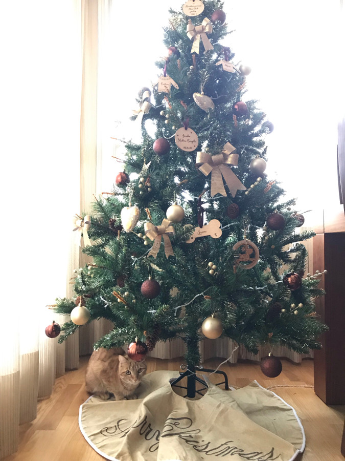 multimedia-foto56056-919-1