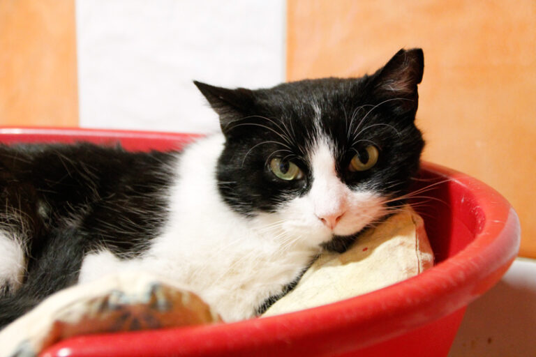 multimedia-foto56091-687-1