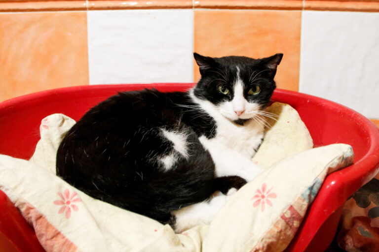 multimedia-foto56092-687-1