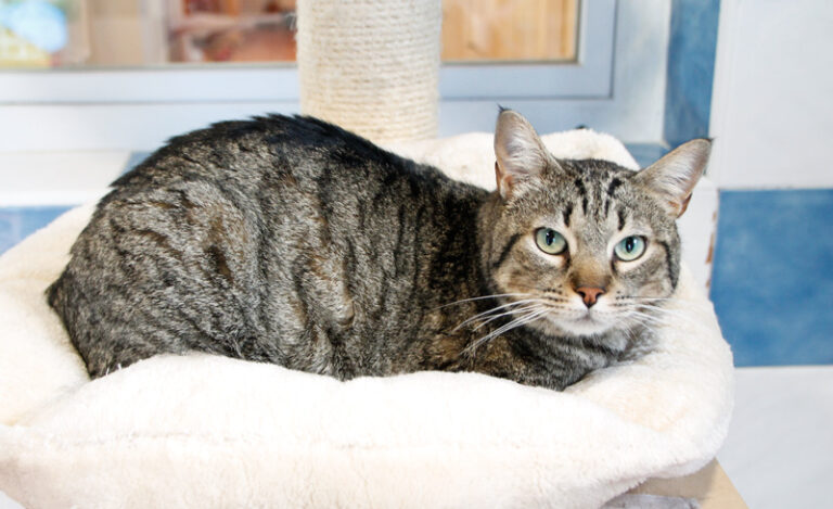 multimedia-foto56093-752-1