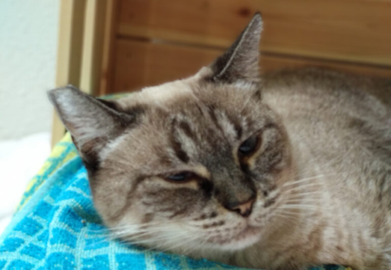 multimedia-foto56150-391-1