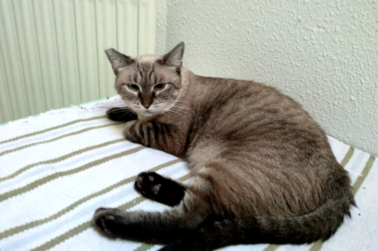 multimedia-foto56152-392-1