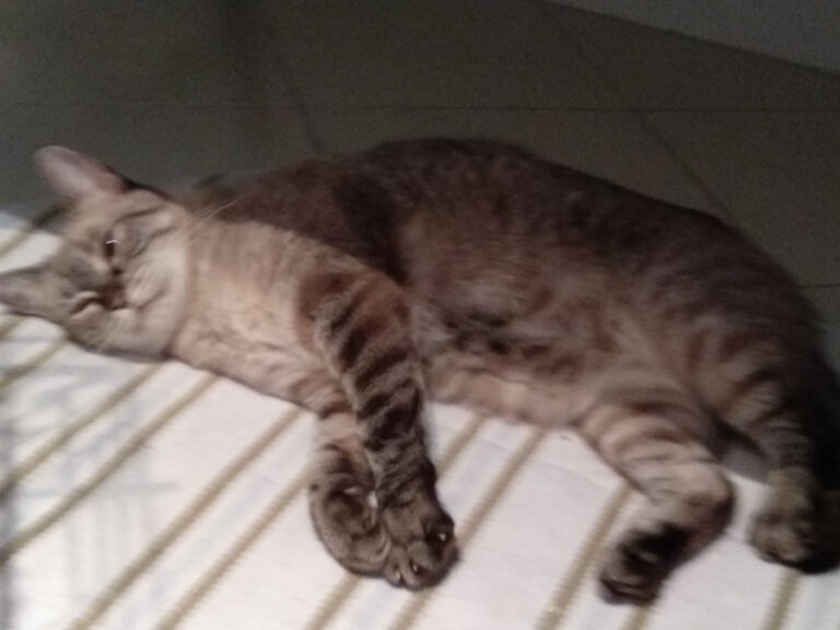 multimedia-foto56153-392-1